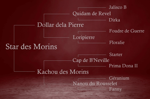 origines de Sar des Morins : Dolla dela Pierre x Cap de B'Neville