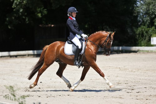 Sauvage des Morins déroulant une reprise As élite dressage Sauvage des Morins sur le carré de dressage